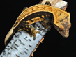 Dark Pinstripe Harlequin Male Crested Gecko