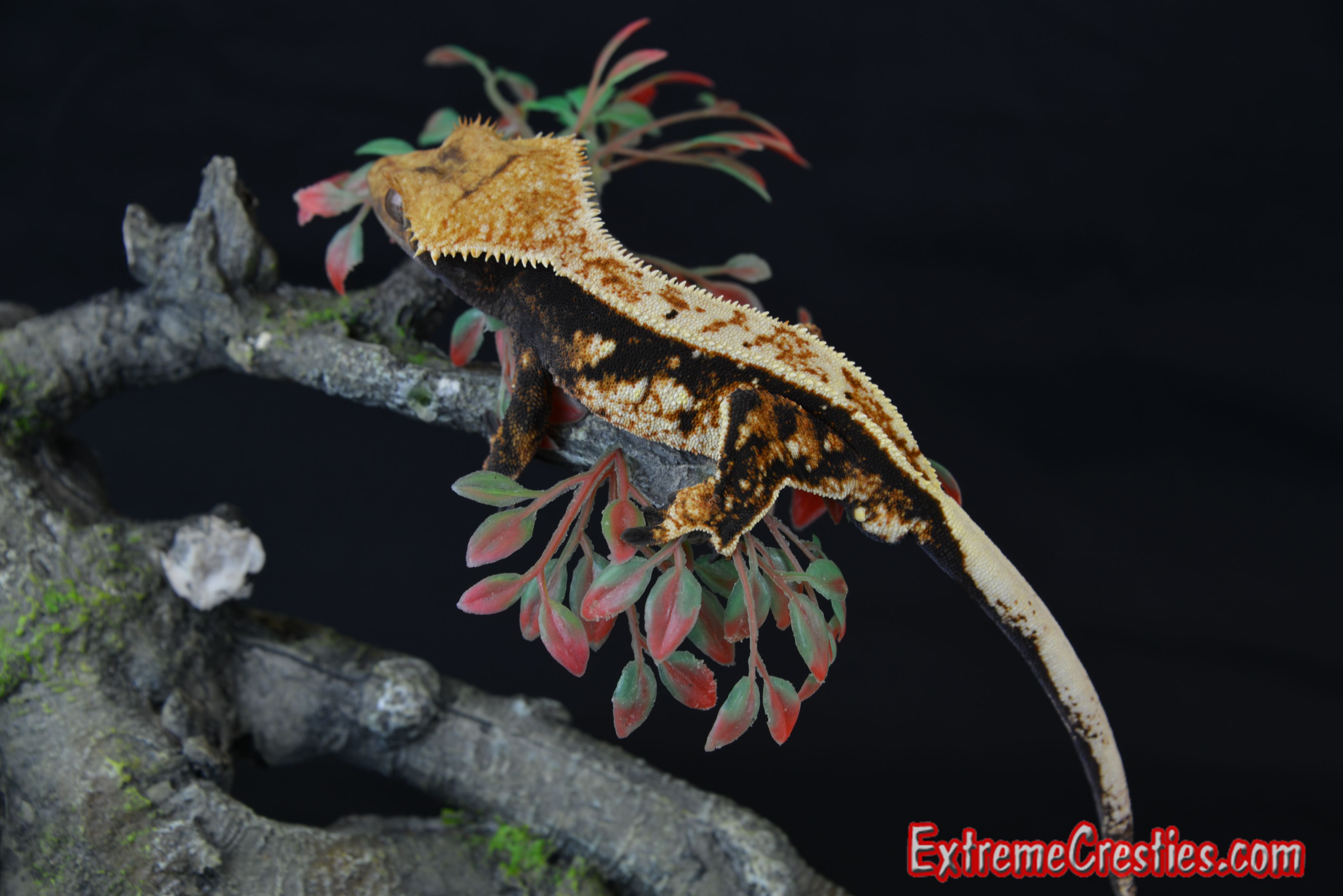 Awesome Full Pinstripe Crested Gecko