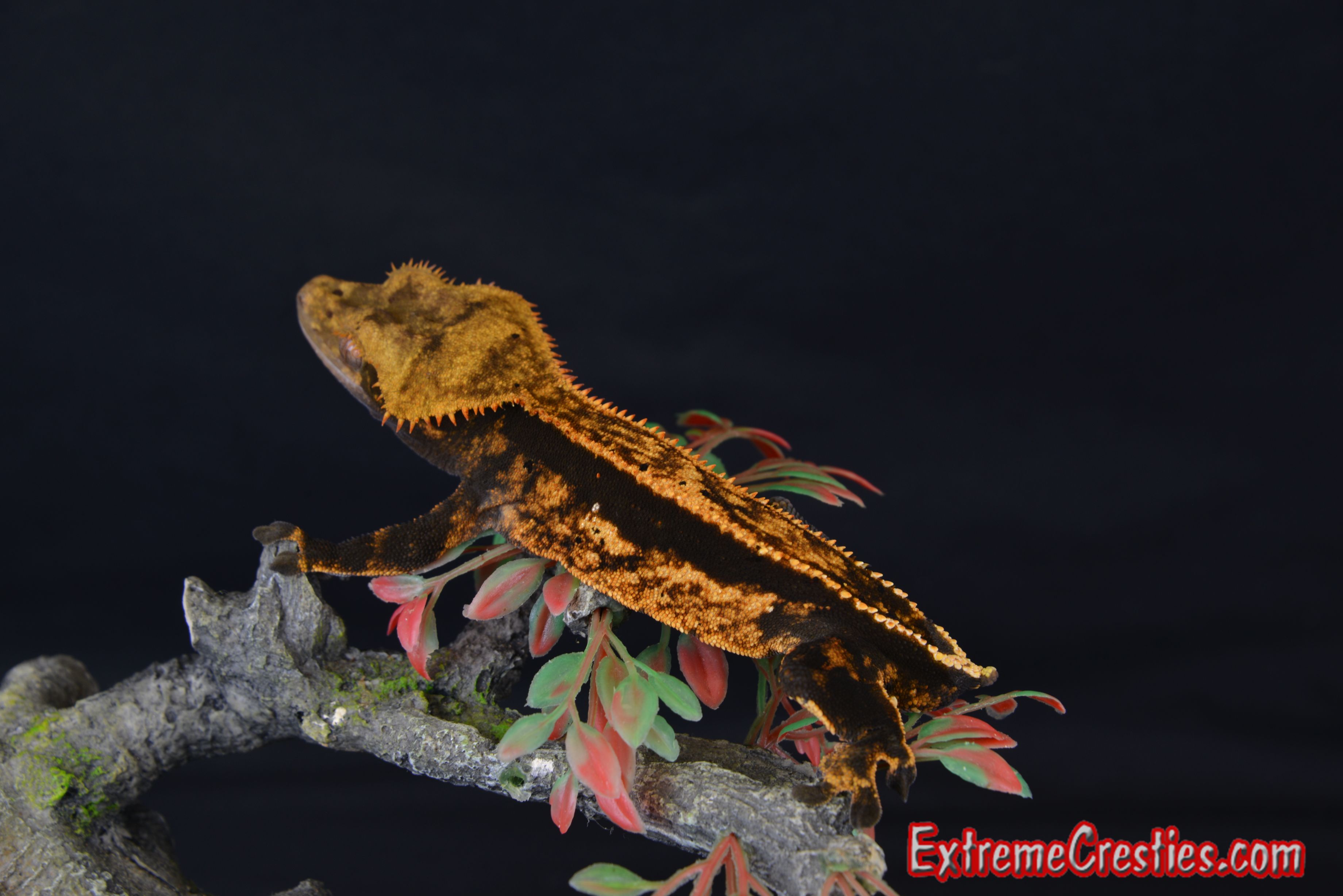 Black and Orange Crested Gecko