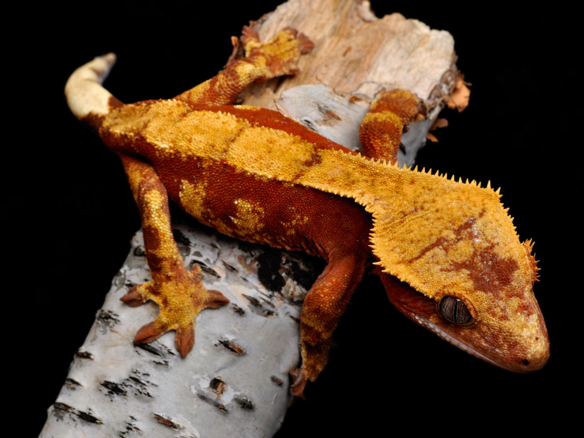 Home of High End Crested Gecko Morphs.