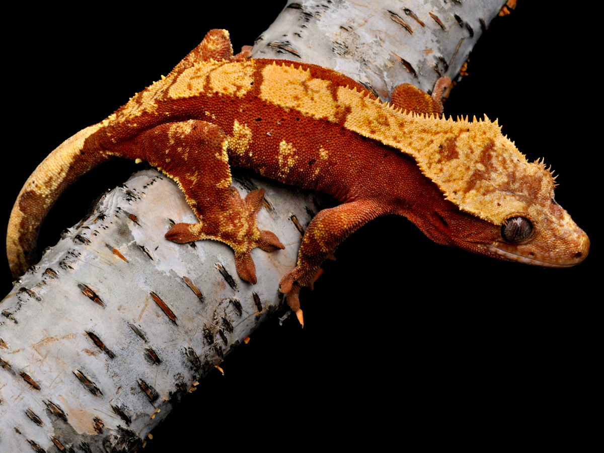 Home of High End Crested Gecko Morphs.