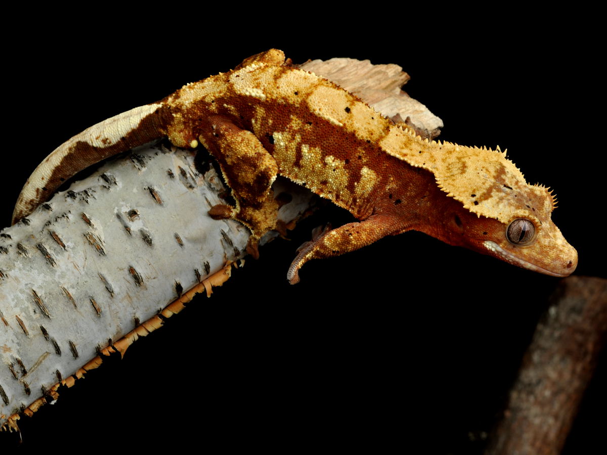 Male Crested gecko.