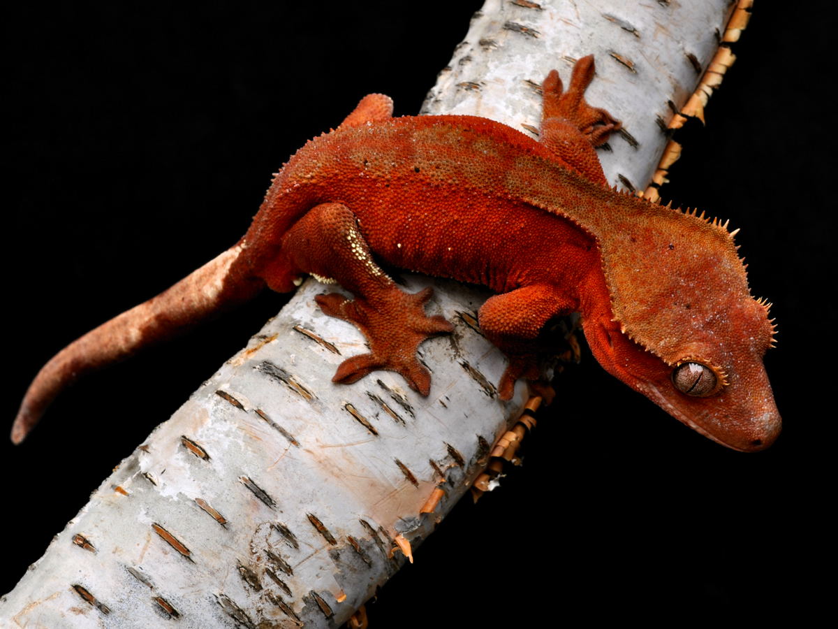 Pink Crested Gecko . 